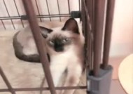 丰满身shen材巨.乳妹mei子女仆双人啪pa啪口-交足交射完一次自.慰一番再来一发很是诱惑喜欢不要错过