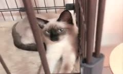丰满身shen材巨.乳妹mei子女仆双人啪pa啪口-交足交射完一次自.慰一番再来一发很是诱惑喜欢不要错过